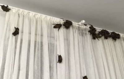 В одном из офисов Харькова поселилась колония летучих мышей