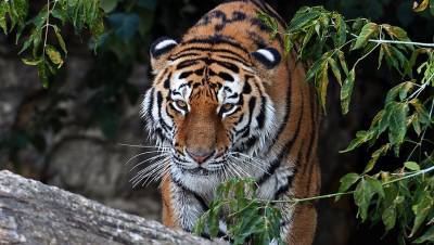 В зоопарке Москвы на свет появились четыре детеныша амурского тигра