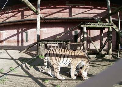 В Московском зоопарке родились амурские тигрята