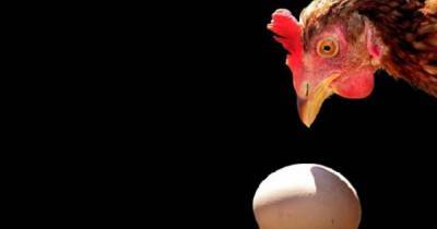 Полтора миллиона кур уничтожат на птицефабрике из-за птичьего гриппа