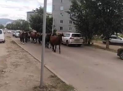 Смешались в кучу: В Улан-Удэ по дороге прошёл табун коней