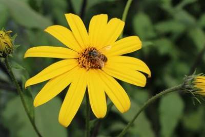 Яд медоносных пчёл оказался эффективен против рака груди