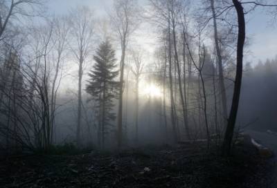 Жители поселка Березовик получили 11 и 13 лет тюрьмы за убийство знакомого в лесу