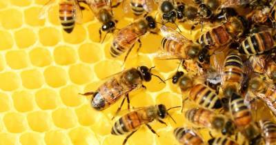 Пчелиный яд справился с самым агрессивным типом рака груди