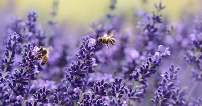 Пчелы использовали теорию вероятности для поиска пищи