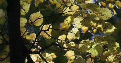 Врач рассказала об опасности осенних листьев во время пандемии COVID
