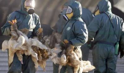 В четвертом районе Тюменской области выявлен птичий грипп