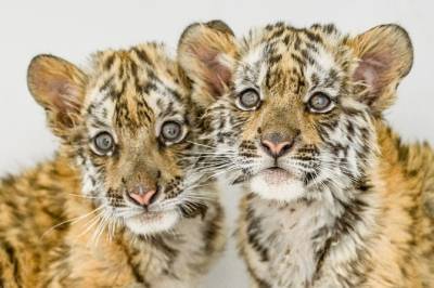 Редкие котята: у амурских тигров в Московском зоопарке родились четверо малышей