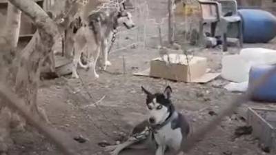 На севере Израиля обнаружен двор с 20 привязанными собаками на палящем солнце без воды