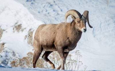 На Ямал привезут 10 особей снежного барана для расселения этого вида животных в регионе
