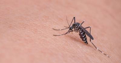 Бактерия помогла сократить число случаев лихорадки денге