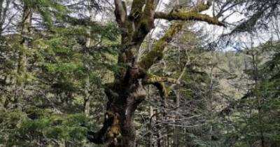 Найден самый старый дуб в мире