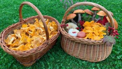 Петербуржцы назвали 5 самых удачных мест для похода за грибами в Ленобласти