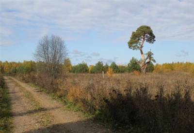 Сосна из Тверской области может стать деревом года в России