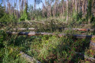 Уголовное дело из-за вырубленных в Северном лесу 48 деревьев возбудили в Воронеже