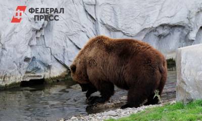 Сургутских дачников перепугал медведь