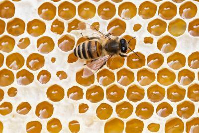 Ученые: пчелиный яд убивает клетки самого агрессивного вида рака груди