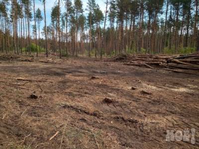 Из-за массовой вырубки сосен в Северном лесу возбудили уголовное дело