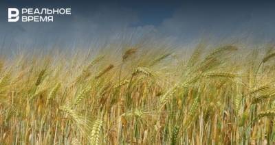 Татарстан планирует собрать на 1 млн тонн зерна больше, чем в прошлом году