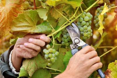 Пошаговая обрезка винограда - как и когда правильно обрезать виноград?