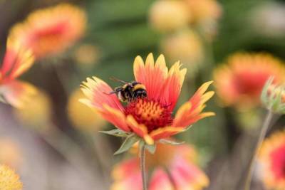 Медоносный онколог: яд пчел помог против агрессивного рака груди