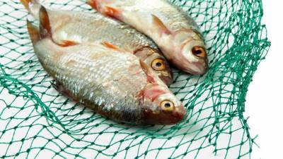 Рыба сдохла на бумаге: ЦБК в Ленобласти подозревают в сбросах