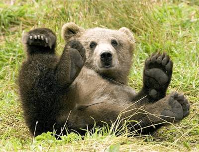 В МЧС рассказали, как вести себя при встрече с медведем в лесу