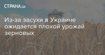 Из-за засухи в Украине ожидается плохой урожай зерновых