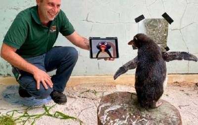 Одинокого пингвина в зоопарке развлекают мультфильмами
