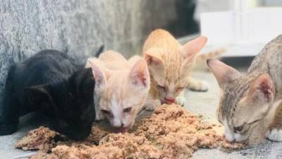 Соседи в Ришон ле-Ционе решили наказать женщину на 5000 шекелей за кормление котов