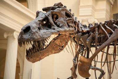 Ученые выяснили, сколько весили динозавры
