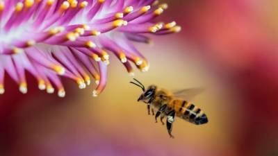 Пчелиный яд убил клетки самого агрессивного рака груди за 60 минут