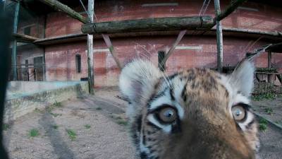 Амурские тигрята родились в Московском зоопарке.