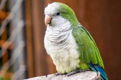В Великобритании попугай спел песню Бейонсе и стал звездой соцсетей: видео