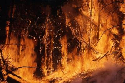 В Ростовской области лесной пожар перешел на СНТ, горят 20 домов
