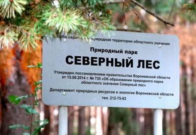 Воронежские власти расторгли контракт на вырубку Северного леса