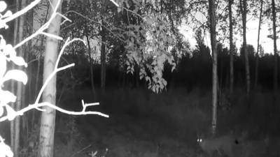 В объектив фотоловушки красноярского заказника попала ночная прогулка рыси