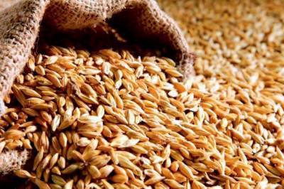 В правительстве подсчитали размер убытка по сбору зерновых из-за засухи