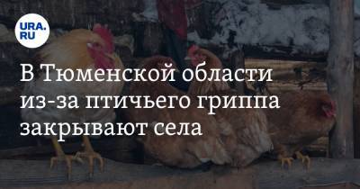 В Тюменской области из-за птичьего гриппа закрывают села