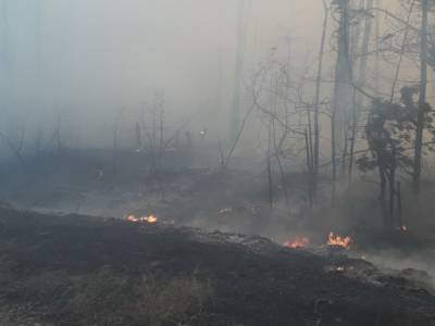 В лесничестве в Харьковской области горят деревья и дома: огонь охватил площадь 80 гектаров