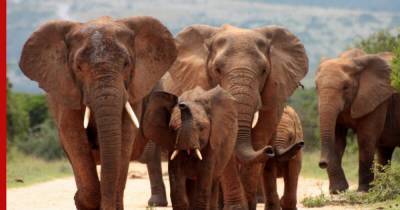 В Африке зафиксировали массовую гибель молодых слонов