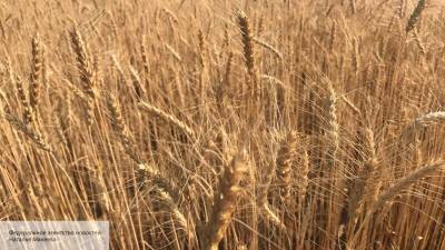 «Китайский трюк» поможет России построить пшеничную империю