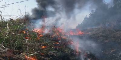 МЧС: в Тарасовском районе горит уже 150 га лесного массива