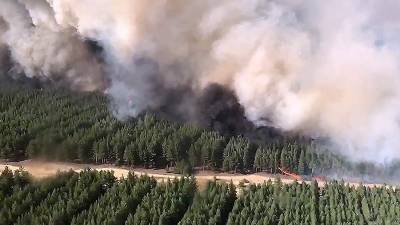 Огонь охватил 170 га лесного массива в Ростовской области