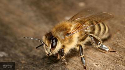 Пчелы могут помочь в борьбе с раком груди