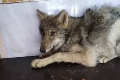 В Бурятии волк пришел в приют для бездомных собак