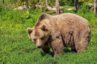 Медведь с детской площадки в Хабаровске вернулся домой