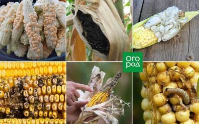 Что с кукурузой? 6 самых частых проблем с початками