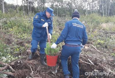 Пожарные высадили 400 сосен в Волосовском районе Ленобласти