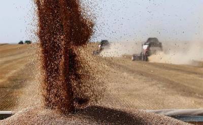 Россию спасет не нефть: Русская пшеница стала золотой